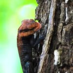 Istock Free Download Video, Lizard, Tree, Bark, Wood, Forest