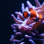 Istock Free Images Download, Anemone Fish, Sea Anemone, Underwater, Sea, Coral