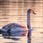 Istock Free Images, Flamingo, Wading Bird, Aquatic Bird, Bird, Wildlife