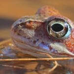 Istock Images, Frog, Amphibian, Bullfrog, Eye, Tailed Frog