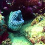 Istock Video Free Downloader, Eel, Fish, Underwater, Reef, Coral