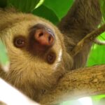 Istock Without Watermark, Three-toed Sloth, Sloth, Monkey, Mammal, Primate