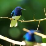 Jail Stock Video, Bird, Wildlife, Indigo Bunting, Beak, Wild