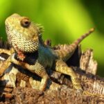 Jen Youtube Mp3 Download Ringtone, Lizard, Wildlife, Reptile, Eye, Wild