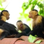 Johnny Carson Clips, Monkey, Primate, Wildlife, Wild, Ape