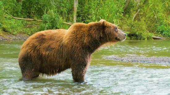 Joker Clip, Brown Bear, Bear, Mammal, Wild, Wildlife