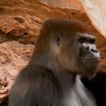 Jupiter Footage, Gorilla, Ape, Primate, Monkey, Wildlife