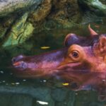 Kdrama Clips, Hippopotamus, Ungulate, Mammal, Fish, Water