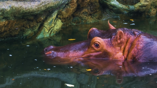 Kdrama Clips, Hippopotamus, Ungulate, Mammal, Fish, Water