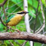 Kimmika Clip, Wren, Bird, Wildlife, Beak, Vertebrate