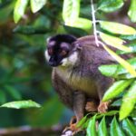 Kimmika Twitch Clip, Squirrel Monkey, Monkey, Primate, Wildlife, Wild