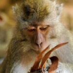 Kimmikka Twitch Clip Video, Macaque, Monkey, Primate, Wildlife, Wild