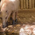 Kimmikka Video Clip, Tapir, Odd-toed Ungulate, Mammal, Ungulate, Wildlife