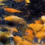 Kine Master Background, Goldfish, Food, Meal, Natural, Dish