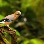 Kinemaster Background Download, Jay, Bird, Beak, Wildlife, Feather