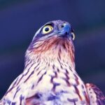 Kinemaster Background Effect Download, Falcon, Bird, Hawk, Bird Of Prey, Beak