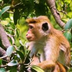 Kinemaster Background Effect Video Download, Proboscis Monkey, Monkey, Primate, Wildlife, Wild