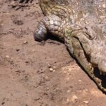 Kinemaster Background Layer Video Download, Crocodile, Lizard, Gila Monster, Reptile, Venomous Lizard