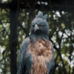 Kinemaster Background Photos Download, Hawk, Bird, Kite, Beak, Wildlife