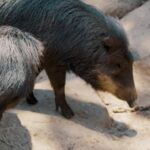 Kinemaster Background Template, Peccary, Even-toed Ungulate, Ungulate, Mammal, Placental