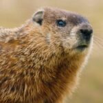 Kinemaster Background Template Video, Marmot, Rodent, Mammal, Wildlife, Wild