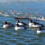 Kinemaster Background Video Download 30 Seconds Love, Duck, Drake, Water, Bird, Waterfowl