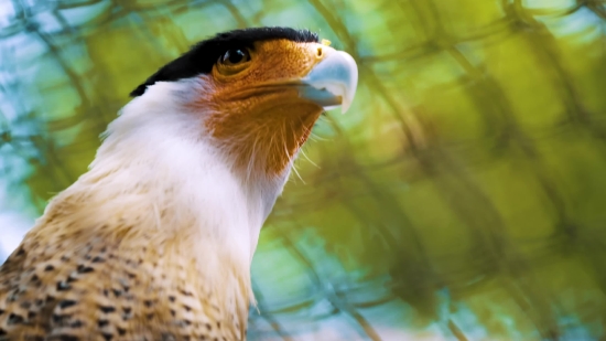 Kinemaster Background Video Download Mp4, Bird, Falcon, Hawk, Beak, Animal