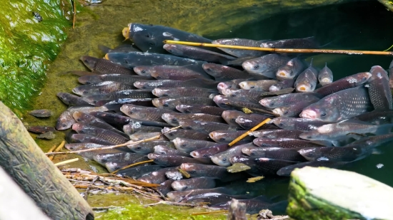 Kinemaster Birthday Background, Coho, Salmon, Food Fish, Fish, Water