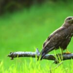 Kinemaster Birthday Background Video Download, Kite, Hawk, Bird, Wildlife, Beak