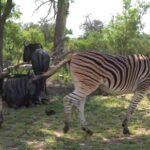 Kinemaster Black Background Video Download, Zebra, Equine, Mammal, Wildlife, Safari