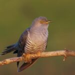 Kinemaster Effect Background, Bird, Warbler, Wildlife, Beak, Wing