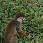 Kinemaster Green Background Video Download, Monkey, Primate, Wildlife, Wild, Squirrel Monkey