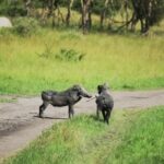 Kinemaster Green Screen Video Download, Warthog, Swine, Ungulate, Wildlife, Mammal