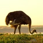 Kinemaster Video Editing Background Video Download, Ostrich, Bird, Animal, Wildlife, Wild