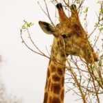 Kissing Clips, Giraffe, Tree, Woody Plant, Sky, Park