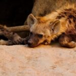 Klip 2012, Hyena, Canine, Mammal, Wildlife, Wild