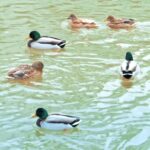 Korean Drama Clips, Drake, Duck, Waterfowl, Bird, Lake