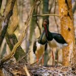 Krishna Copyright Free Video, Black Stork, Stork, Wading Bird, Bird, Aquatic Bird