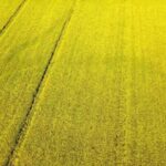 Lagu Non Copyright Youtube, Rapeseed, Oilseed, Seed, Fruit, Field