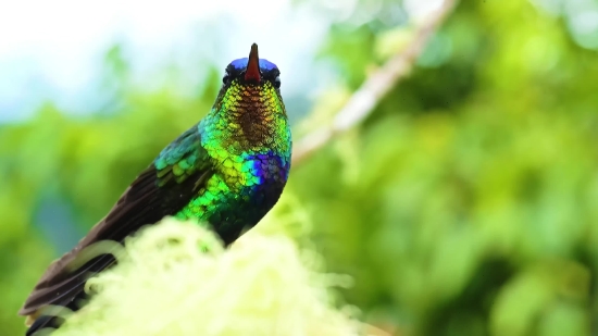 Lake Stock Video, Bird, Peacock, Peafowl, Vertebrate, Pheasant