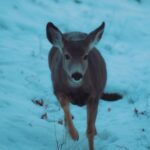 Latest Free Videos, Deer, Wildlife, Mammal, Buck, Whitetail