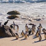 Laughing Clip Download, Beach, King Penguin, Penguin, Sand, Ocean