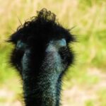 Laughing Video Clips Free Download, Ostrich, Bird, Animal, Wildlife, Wild