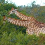 Laughing Video Clips, Giraffe, Wildlife, Animal, Wild, Safari