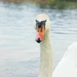 Lesbian Clip, Goose, Waterfowl, Bird, Aquatic Bird, Beak