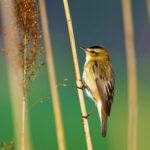 Light Background Video Download, Wren, Bird, Wildlife, Vertebrate, Beak