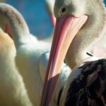 Light Effect Template Video, Pelican, Seabird, Bird, Aquatic Bird, Beak