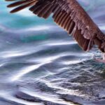 Light Effect Video Download Free, Bird, Sea, Wildlife, Water, Beach