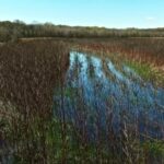 Light Stock Footage, Reed, Herb, Landscape, Vascular Plant, Field