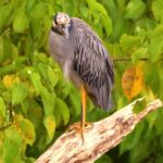 Light Stock Video, Bird, Beak, Wildlife, Feather, Tree